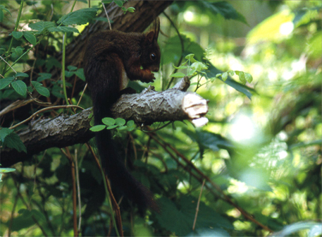 Sciurus vulgaris. Piemonte.